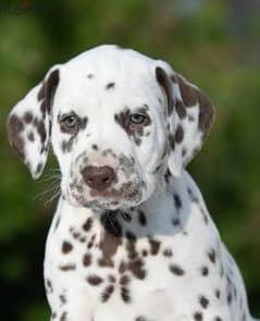 Dalmatian Puppies Males From Russia