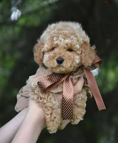 Females Toy Poodle From Russia