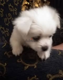 puppy mini griffon