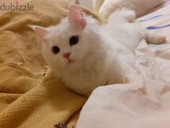 قطه شيرازي انثى للبيع عمر ٣ شهور ونصف