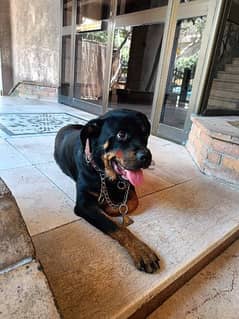 كلب روت وايلر ٨ شهور