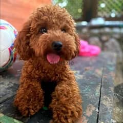 Toy Poodle female Red brown