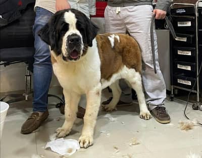 نتايه سانت بيرنارد saint bernard female