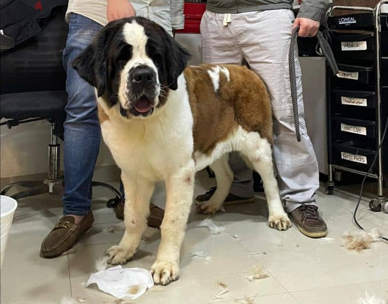 نتايه سانت بيرنارد saint bernard female 0