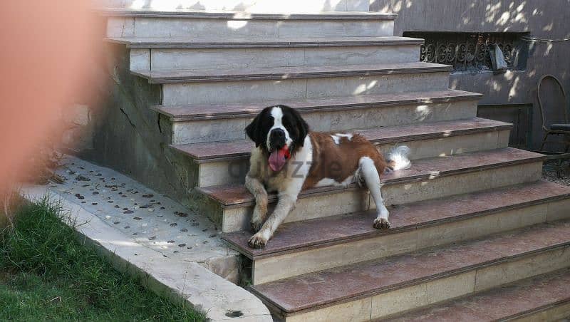 نتايه سانت بيرنارد saint bernard female 1