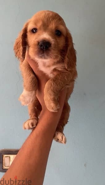 cocker spaniel puppies اجمل جراوي كوكر