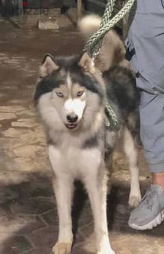 كلب هاسكي الاسكا لونج هير بيور 11شهر