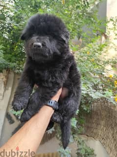 Available now very special male royal black