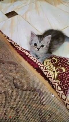 قطط شيرازي سن شهر ونص