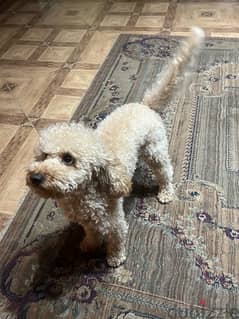 toy poodle imported from Ukraine