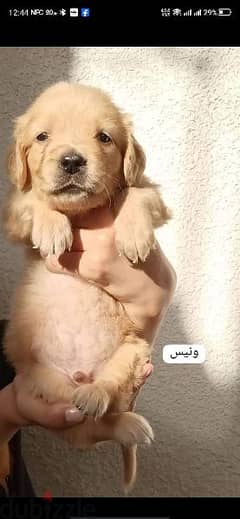 golden retriever puppies male and female