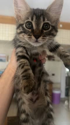 5 kittens up for adoption - 5 قطط صغيرة للتبني