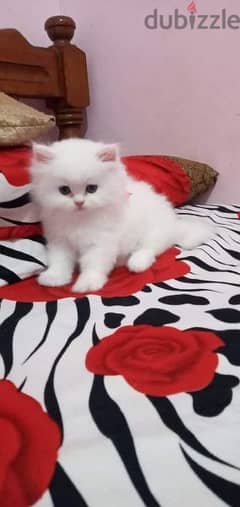قطط شيرازي بيور عيون زرقاء ٤٥ يوم