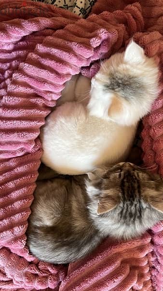 ٣ قطط شيرازي للتبي ذكور 3