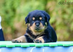 Rottweiler puppies Males From Russia