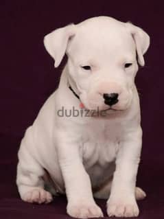 Dogo argentino female From Russia
