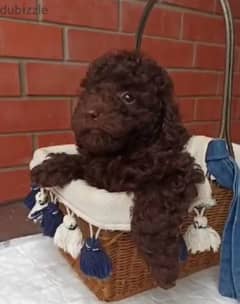 Miniature Poodle female Fci chocolate from Russia
