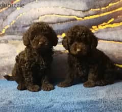 Toy Poodle Chocolate FCI documents Girl From Russia