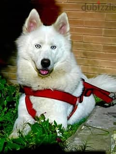 اجمل كلب بيور روسي