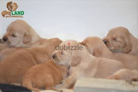 golden retriever puppies for saleجراوى جولدن ريتريفر