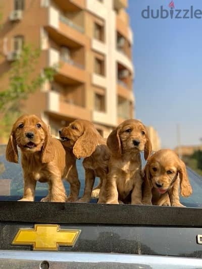 cocker spaniel كوكر اسباني