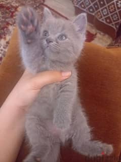 British shorthair kittens