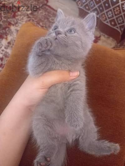 British shorthair kittens- male / female