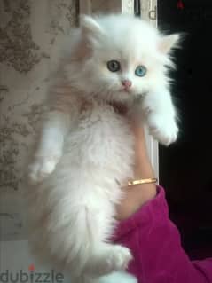 قطه شيرازي بيور بيضاء