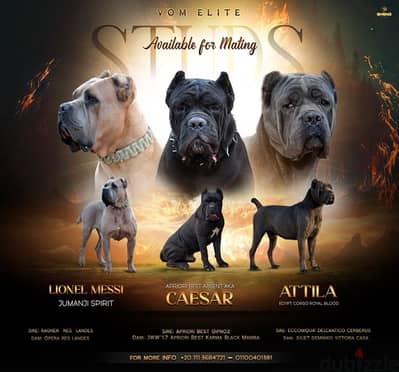 cane corso