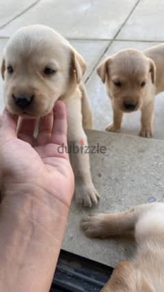Labrador puppies for sale( only 2 left) 4000