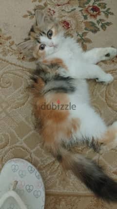 قطة شيرازي رومي عمر ٣ شهور لطيفة متعودة على الاكل البيتي والليتر بوكس