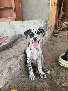 Great dane for sale with special price