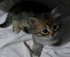 قطة شيرازى 45 يوم متطعمة و معاها دفتر التطعيمات