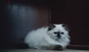 قطة انثى هيمالايا شوكليت عيون زرقاء