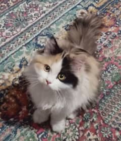 قطة شيرازى كاليكو تلات شهور