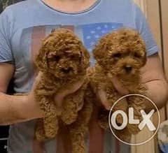 Toy Poodle Puppies Males From Ukraine 0