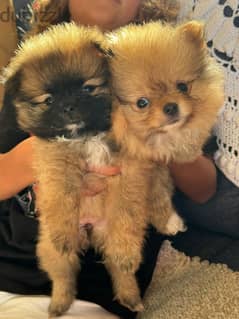 2 Pomeranian puppies available