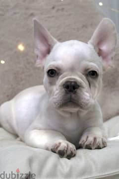 French Bulldog Male With All Documents