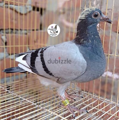 زغاليل حمام زاجل اصيل مستوى عالى الجوز على 800