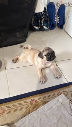 Mini pug pure Female dog for sale - كلب بج للبيع