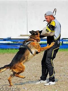 ذراع تدريب كلاب امن وحراسة