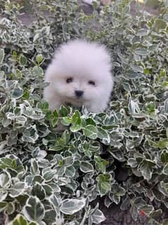 Pomeranian Dog Mini 2 Months imported