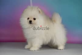 Pomeranian Dog Male Cream Color 3 months