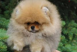 Pomeranian Dog Sable Color with FCI Pedigree