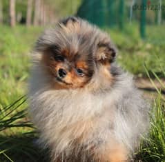 Pomeranian Dog female Merle Color