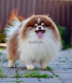 Pomeranian Dog Tri-Color Male
