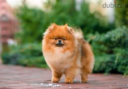 Pomeranian Dog orange 3 Years imported