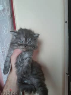 males and females Persian kitties, 40 days old