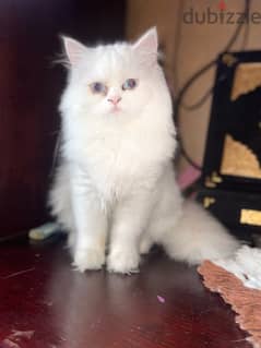 قطه شيرازى مون فيس عيون زرقاء العمر ٧ شهور