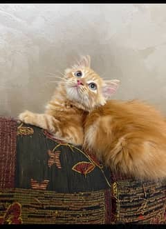 قطط شيرازي مون فيس بنت وولد